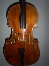 Viola